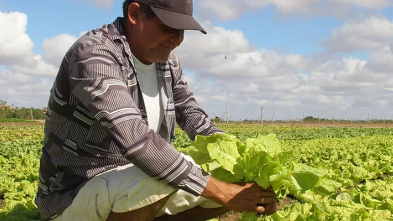 Ufal assina contratos para compra de alimentos da agricultura familiar