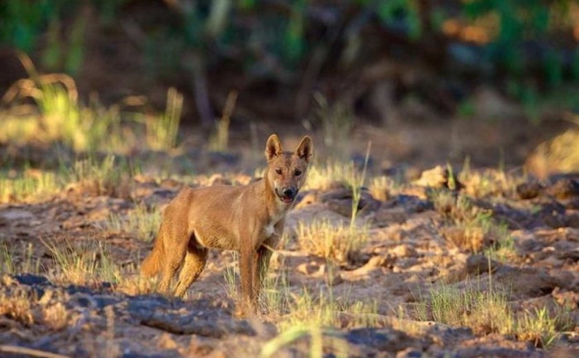 Inteligência artificial prevê o risco de animais serem extintos