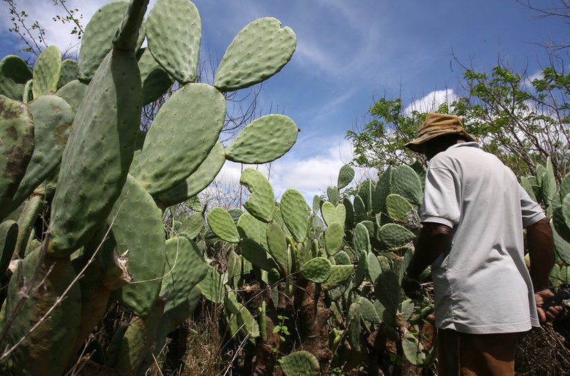 Projeto de melhoramento genético vai desenvolver palma mais resistente e com maior potencial nutricional