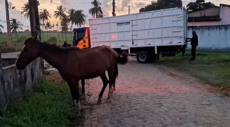 BPRv-recolhe-11-animais-soltos-em-rodovias-de-Sergipe-durante-operacao-foto-bprv-1 / Foto: Foto: BPRv