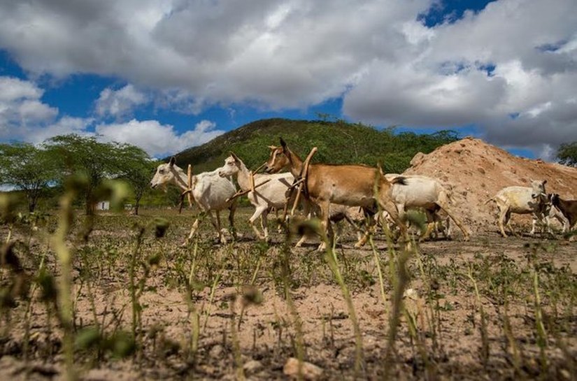 De cada quatro desastres causados pela seca, três são registrados no NE