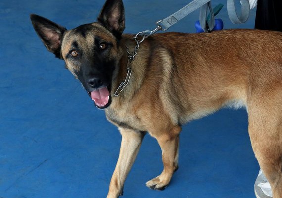 Saiba como agir em casos de intoxicação, queimaduras e quedas em pets