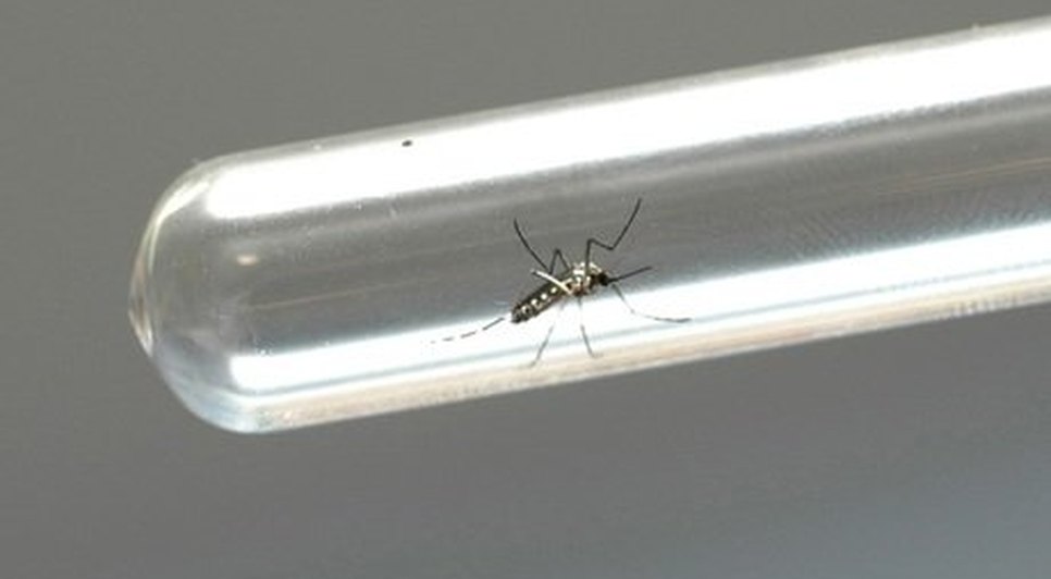 DENGUE