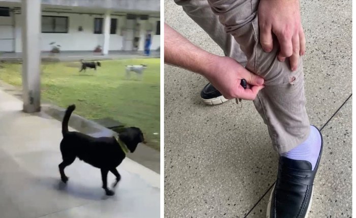 Faculdade de Direito da Ufal suspendeu aulas presenciais após ataque de cães dentro da unidade