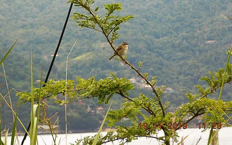 Plataforma ajuda exportação de produtos da flora e fauna brasileira