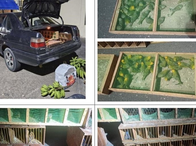 Operação “Fauna Protegida”: atuação do MPAL e MPBA resulta na condenação do maior traficante de aves silvestres do país a 18 anos de prisão