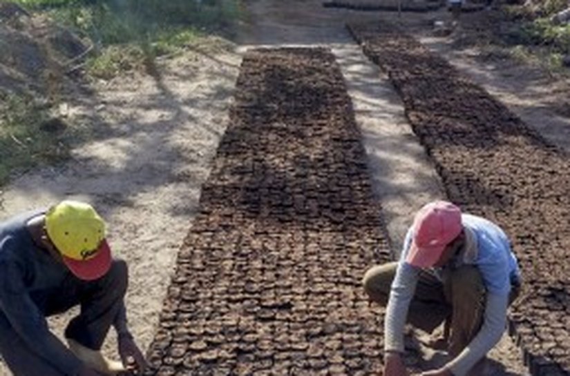 Limoeiro é a 1ª cidade de Alagoas a usar a Crotalária no combate ao Aedes Aegipty