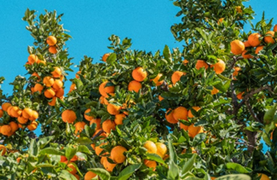Da pesquisa ao campo: UPL Brasil leva inovação à Coopercitrus Expo