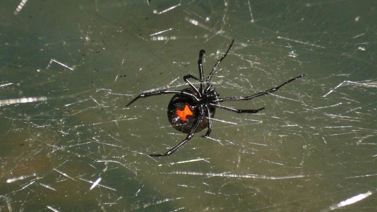 Genética pode ter influenciado comportamento extremo de espécie de aranha