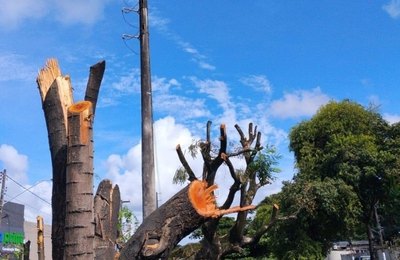 Poda e supressão de árvores sem autorização é crime ambiental, alerta Alurb