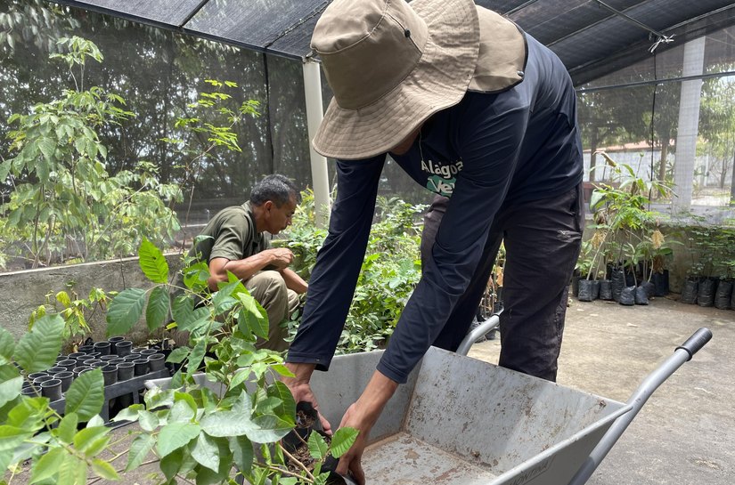 Alagoas Mais Verde: IMA celebra 38 mil mudas plantadas em 2025