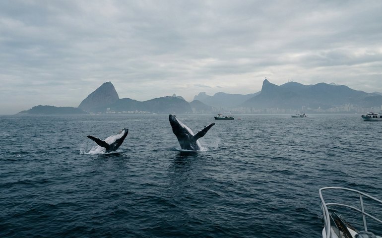 Dia dos Namorados no mar: jubartes chegam ao litoral do Rio para acasalar e ter filhotes