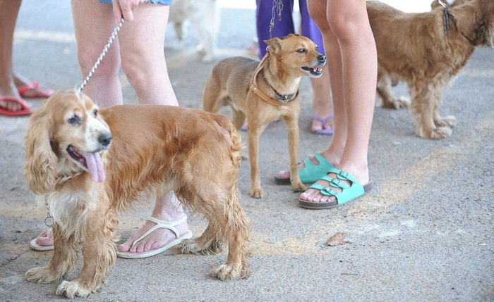 No país, há pelo menos 141,6 milhões de animais de estimação nos lares