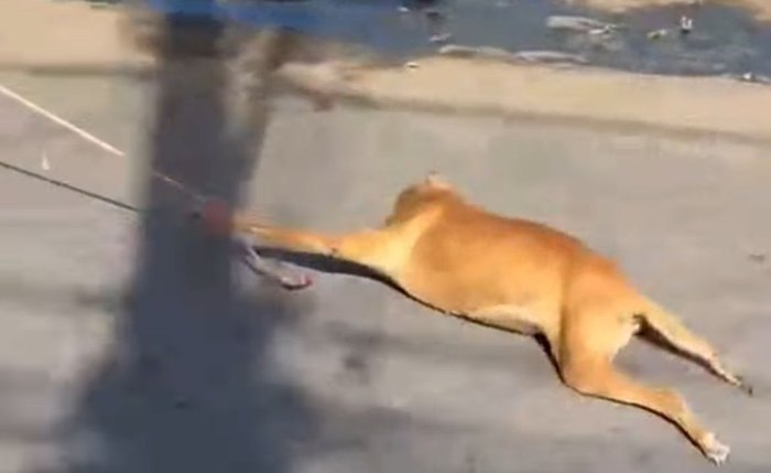 Cachorro sendo amarrado e arrastado