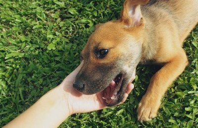 Leishmaniose visceral tem 3,2 mil novos casos em humanos por ano; para cada pessoa afetada