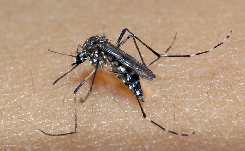 Os casos de Dengue reduziram em 90% na capital alagoana