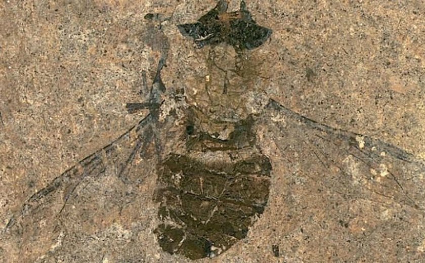 Fóssil de nova espécie de abelha de 14,6 milhões de anos é descoberto na Nova Zelândia (FOTO)