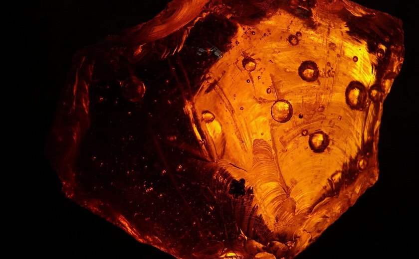Descobrem na Rússia fóssil de 'barata gigante' de 40 milhões de anos presa em âmbar (FOTO,VÍDEO)