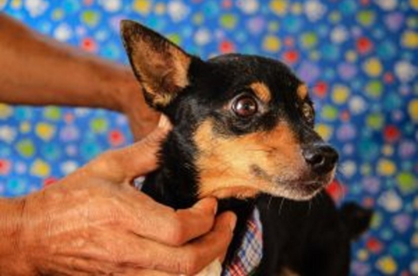 SMS estuda parceria do CCZ com Curso de Veterinária do Cesmac