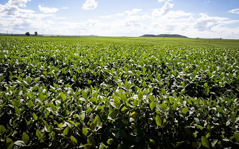Safra de grãos deve bater novo recorde de área plantada, mas produção pode variar entre regiões