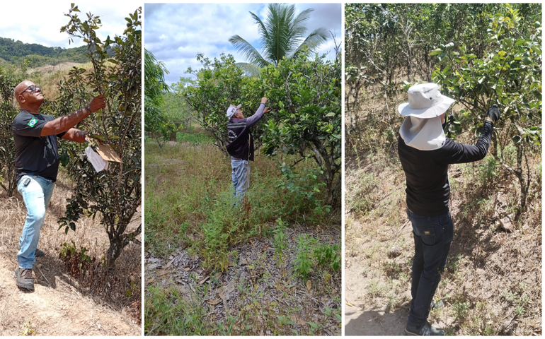Alagoas mantém status de área livre de Cancro Cítrico e avança na defesa fitossanitária