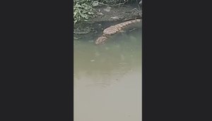 Jacaré aparece em canal no bairro Ponto Novo em Aracaju.jpg