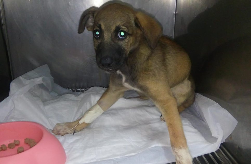 Cachorrinha atropelada