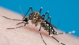 aedes_aegypti_getty-e1706725898766 / Foto: Foto: Reprodução