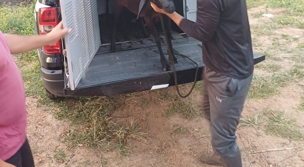 Animais foram resgatados e devolvidos ao dono após operação conjunta da polícia. Foto: Reprodução/Cortesia.