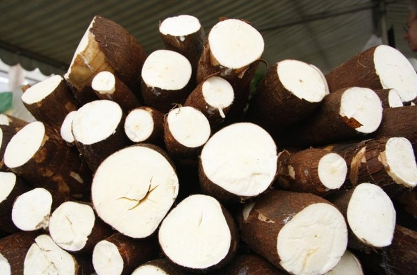 Produtores de cana conhecem benefícios da cultura da mandioca