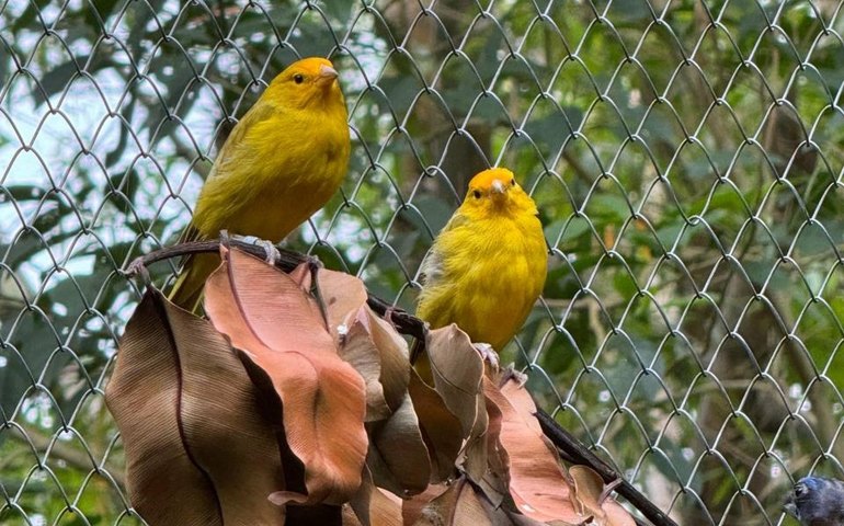 IMA promove capacitação gratuita sobre sistema de regularização da criação amadora