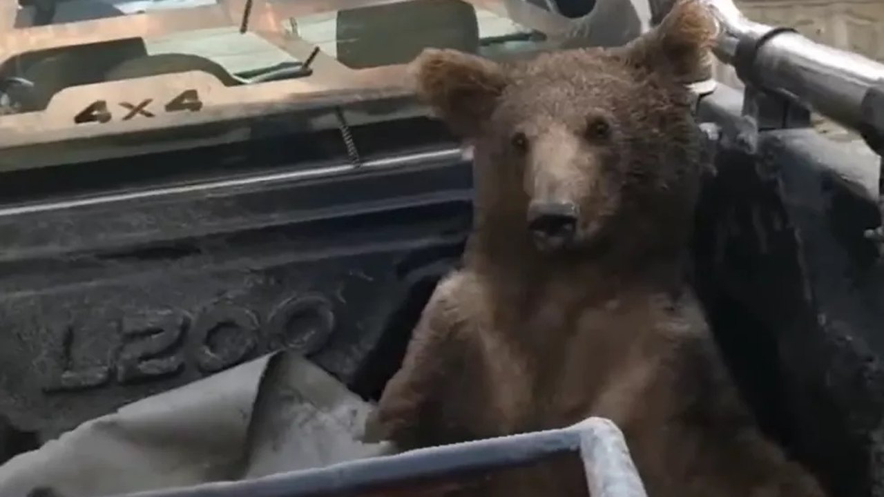 Ursa resgatada após comer mel alucinógeno na Turquia passa bem e ganha nome