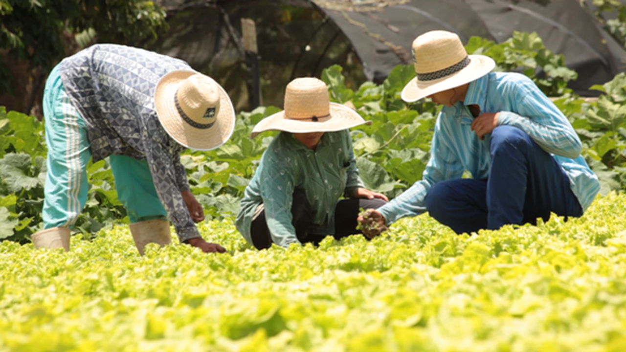 Associação de horticultores vende R$ 65 mil para Programa de Aquisição de Alimentos