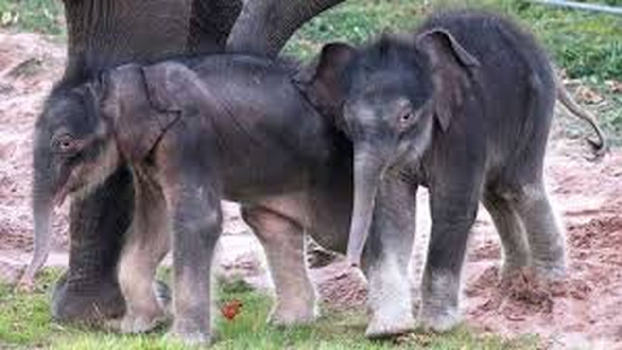 Caso raro: elefantes gêmeos nascem em zoo na Tailândia