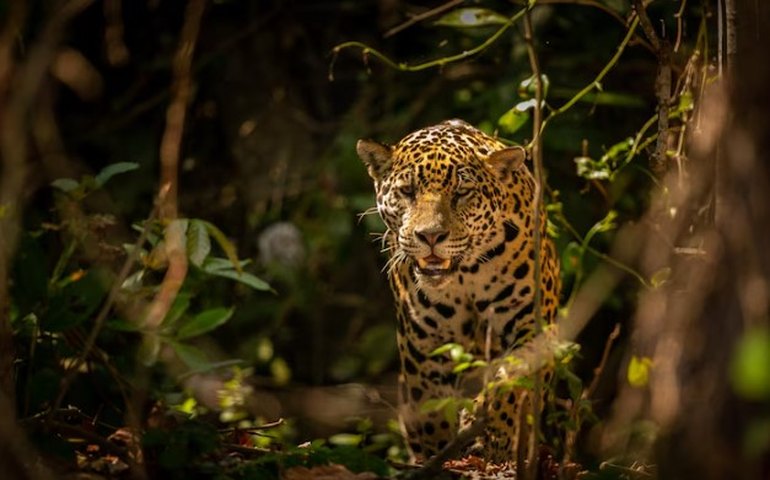 Onça-pintada arrasta boi em rio no MT