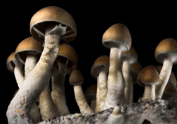 “Cogumelos mágicos” podem ajudar o tratamento da depressão, diz estudo