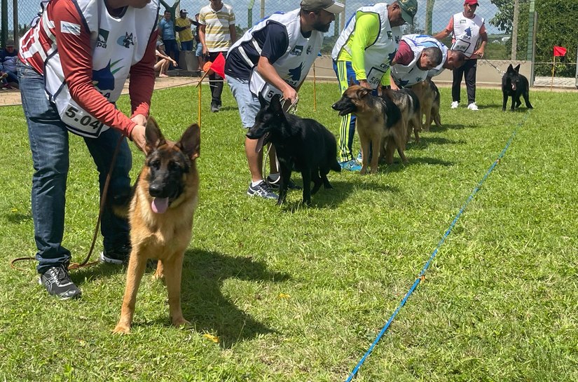 AABB Arapiraca vai sediar a Terceira Etapa do Ranking Norte/Nordeste da raça Pastor Alemão