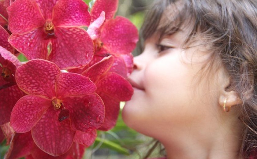 Quadros e orquídeas colorem o Jardineto Botânico do Instituto do Meio Ambiente