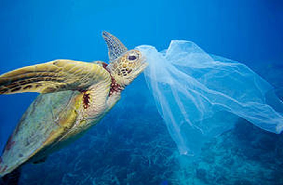 WWF TARTARUGA
