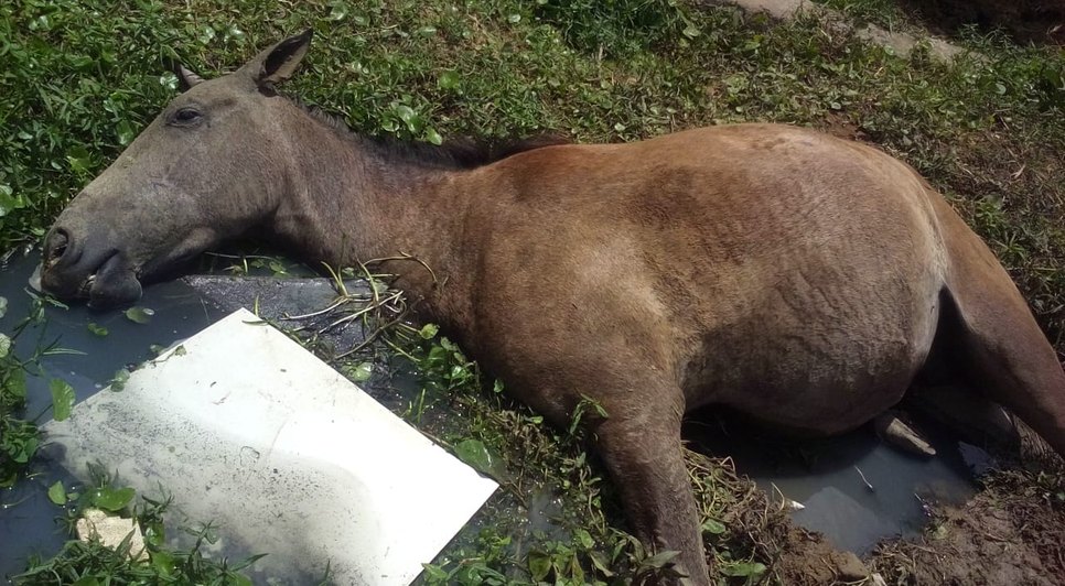 Cavalo agoniza e morre / Foto: Moradora