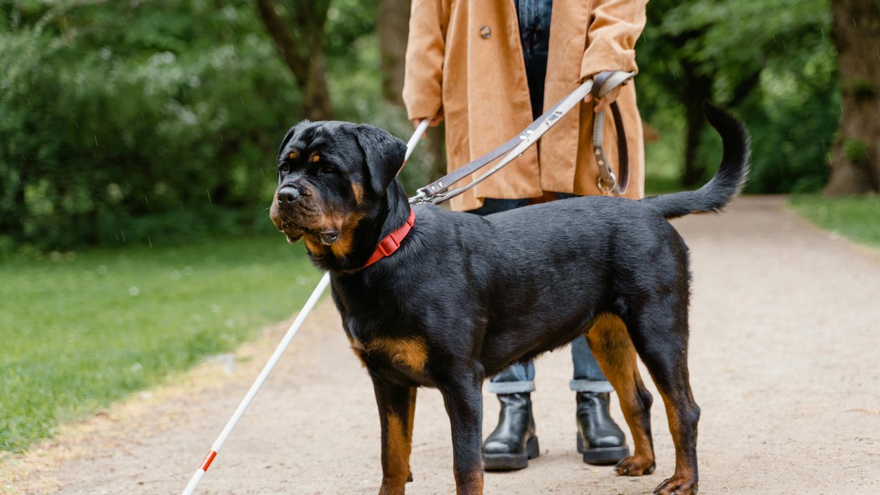 Cães-guia promovem autonomia e inclusão social