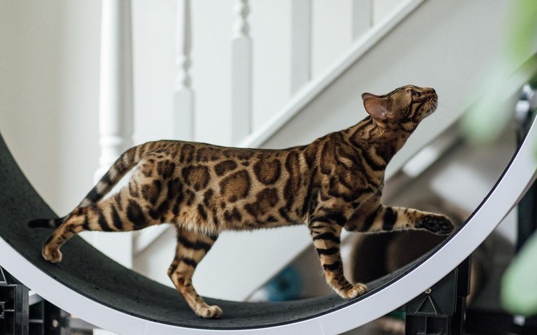 Pesquisa com DNA redesenha o mapa de origem do gato doméstico (IMAGENS)