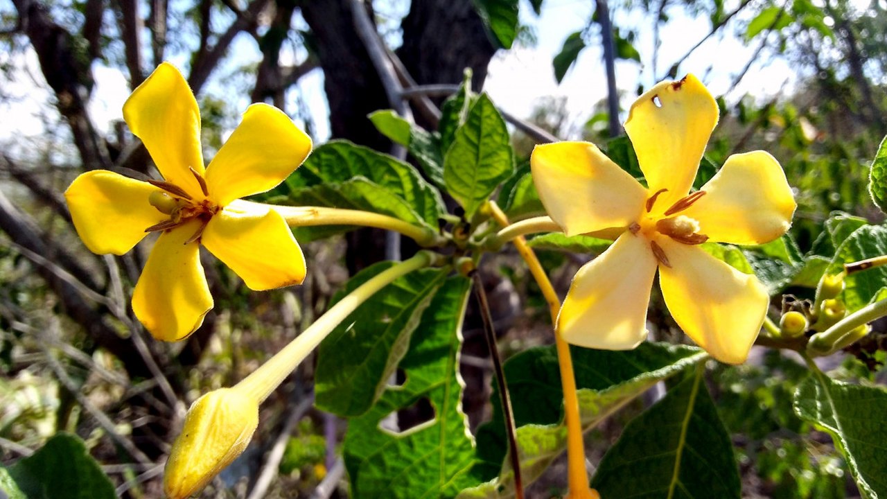 Alagoas Mais Verde: jenipapo é espécie escolhida para as áreas de mata atlântica
