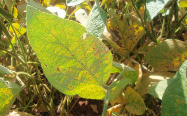 Alagoas inicia em janeiro o vazio sanitário da cultura da soja