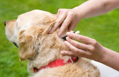 Simparic e a proteção contra carrapatos, pulgas e sarnas