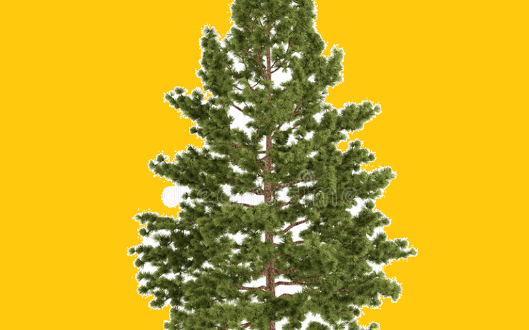 As espécies exóticas invasoras representam um perigo á biodiversidade