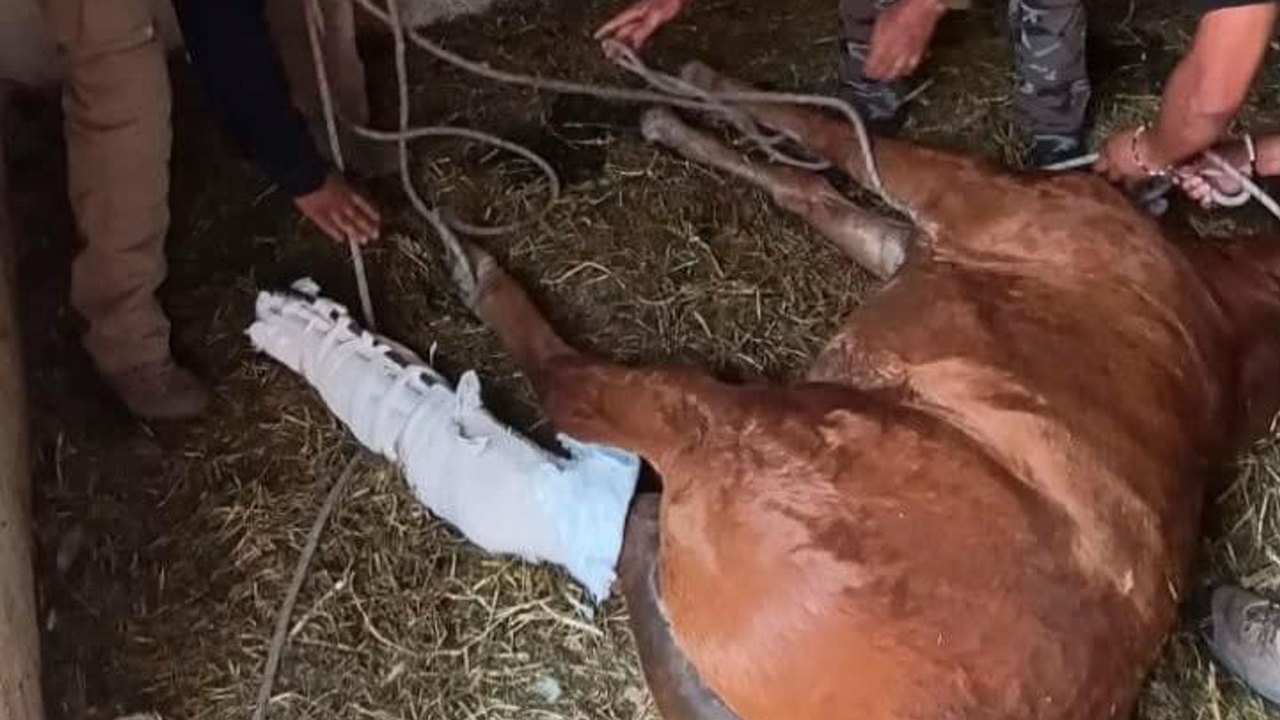 Resgate de um 'amigo valente': cavalo é socorrido na Cidade do México