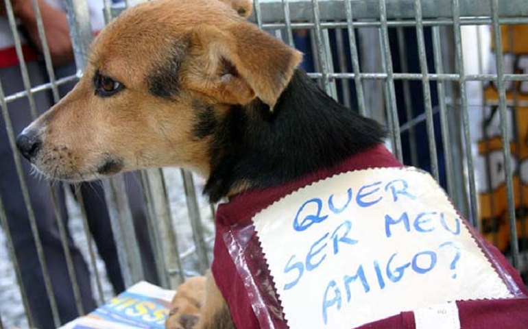 Aplicativo permite adotação animais