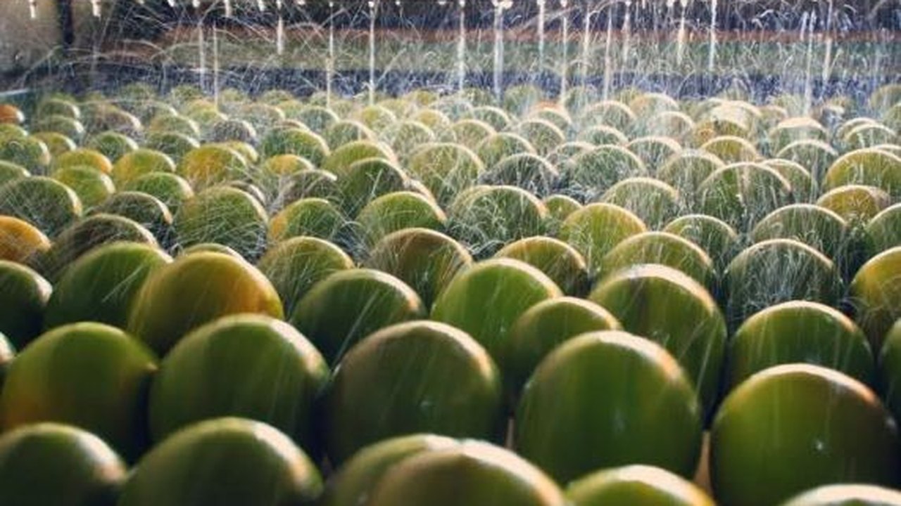 Fábrica de sucos de laranja lima deve ampliar sua produção em 500%