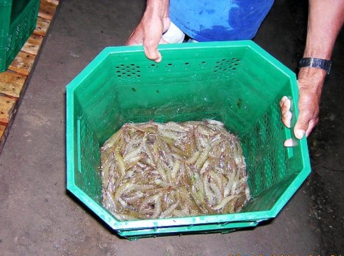 Secreagria de Agricultura promove 3º Fórum Temático de Aquicultura